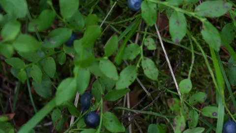 Bluebr2 Stock Footage 339023877