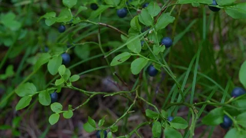 Bluebr3 Stock Footage 339023882