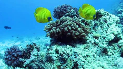 Bluecheek butterflyfish 動画素材 39506416