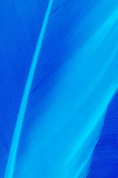 Bluee feather Stock Photos