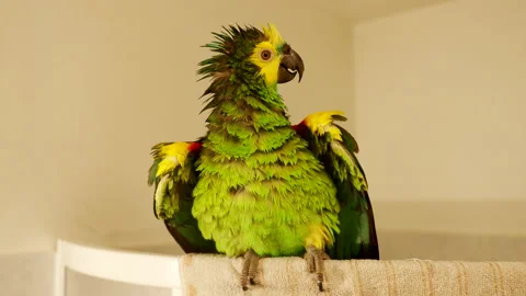 Bluee-fronted amazon parrot enjoys shower in bathroom in 4K VIDEO. 스톡 동영상 146525082