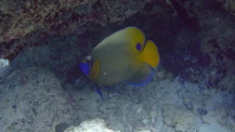 Blueface angelfish fish hiding under corale Video stock 232052702