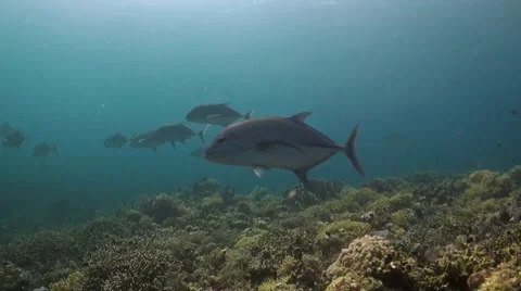 Bluefin Trevallies Stock Footage 41808357