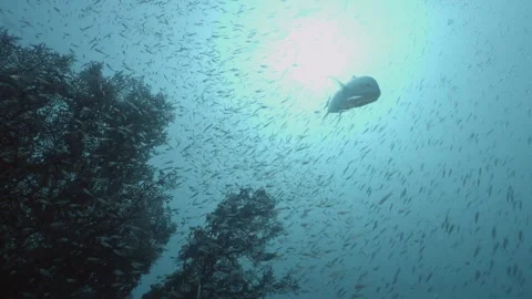 Bluefin Trevally attacking small schooling fish, Raja Ampat, Indonesia Vídeo Stock 296652877