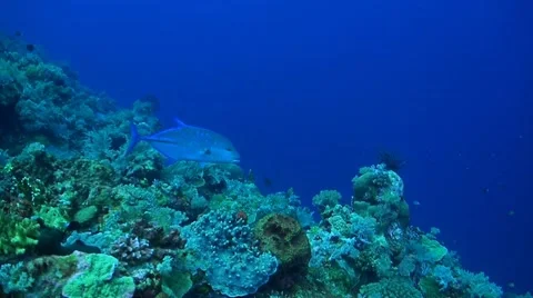 Bluefin Trevally Stock Footage 42367850