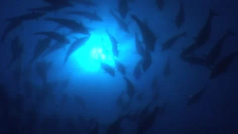 Bluefin Tuna Gliding in a Circular Flow Low Angle Shot 스톡 동영상 283434481