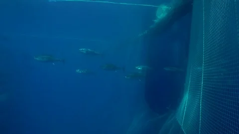 Bluefin Tunas enter in the cage Stock Footage 80155438