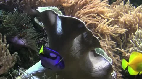 Bluefish 10 Stock Footage 12426864