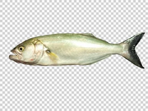 Bluefish Stock Photos