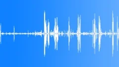 BlueFooted Booby Calls CUSound Effect