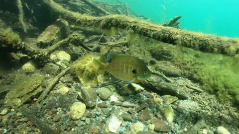 A bluegill aggressively defends its spawning bed Stock Footage 230923062