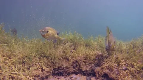 Bluegill aggressively defends spawning bed Stock Footage 79077701