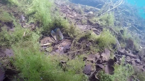 Bluegill approaced on spawning bed chases intruder away Stock Footage 79016651