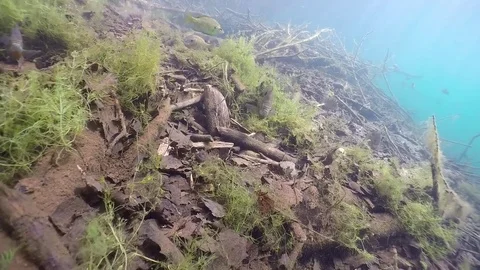 Bluegill approached on spawning bed Stock Footage 79016673