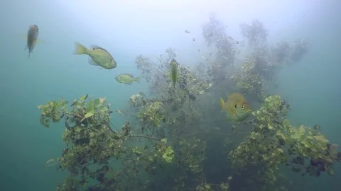 Bluegill around leafy tree Stock Footage 79156241