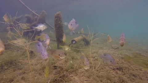 Bluegill around tree stumps Stock Footage 79156092