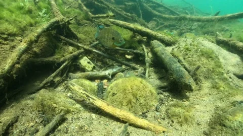 A bluegill fans it's spawning bed in front of a stationary camera Stock Footage 230922969