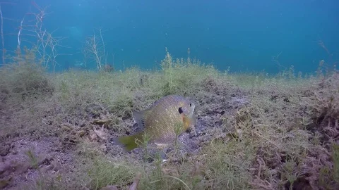 Bluegill fans tail over spawning bed Stock Footage 79077394