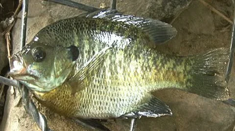 Bluegill fish Stock Footage 11129580