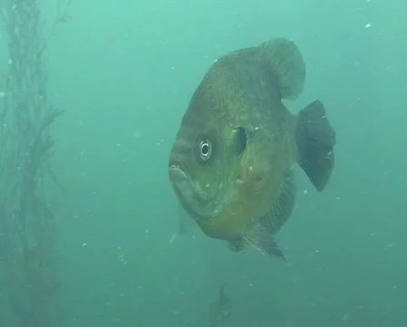 Bluegill  Stock Footage 903818