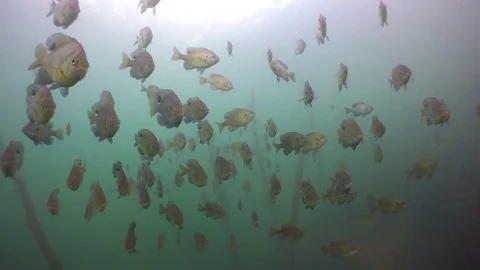 Bluegill large school in crystal clear water Stock Footage 79077774