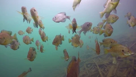 Bluegill large school over beaver cutting Stock Footage 79016712
