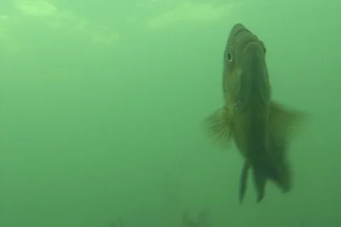 Bluegill ntsc 1 Stock Footage 2223559