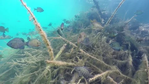 Bluegill over brush Stock Footage 79156381