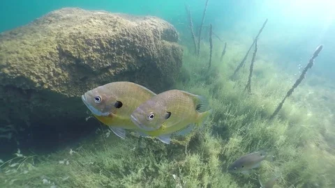 Bluegill pair in front of rock Stock Footage 79155830
