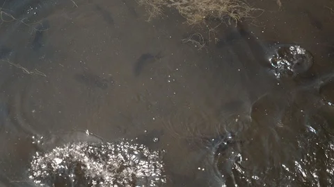 Bluegill Perch Feeding Stock Footage 111967968