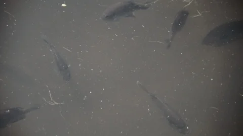 Bluegill Perch Fish  Stock Footage 111962754