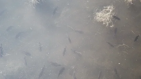 Bluegill Perch School  Stock Footage 111963053