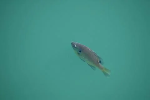 Bluegill Stock Photos