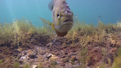Bluegill protecting spawning bed Stock Footage 79077721