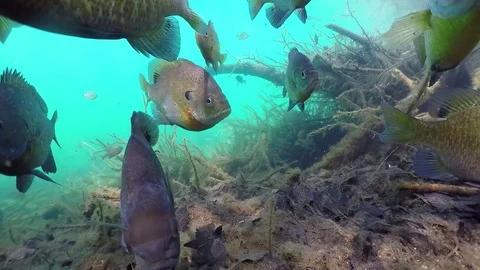 Bluegill school close up over leafy lake bottom Stock Footage 79156581