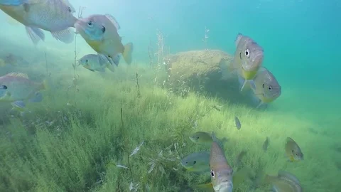 Bluegill school in front of rock Stock Footage 79156116