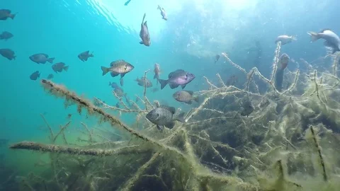 Bluegill school over brush Stock Footage 79156248