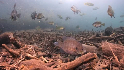 Bluegill Spawn Stock Footage 152474542