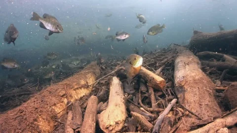 Bluegill Spawn Over Wood Stock Footage 152474701