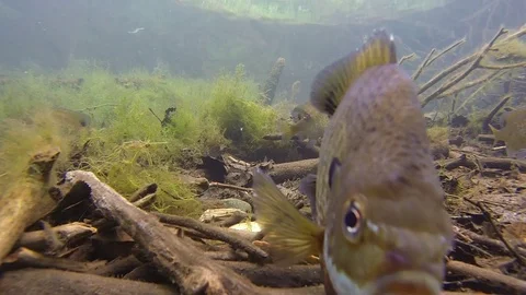 Bluegill on spawning bed clear water stationary Stock Footage 79016759