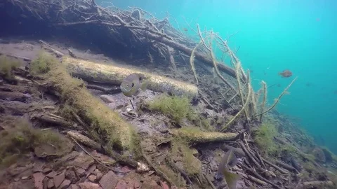 Bluegill on spawning bed in front of brush pile Stock Footage 79016704