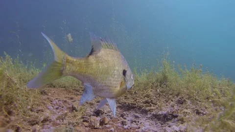 Bluegill on spawning bed looks into camera Stock Footage 79077342
