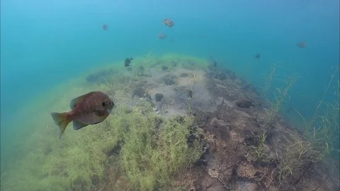 Bluegill Spawning Bed Overhead Stock Footage 91578816