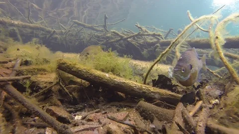 Bluegill on spawning bed stationary Stock Footage 79016726