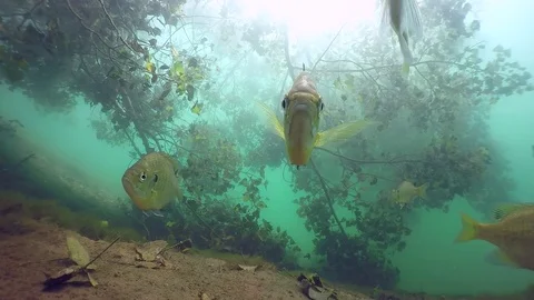 Bluegill under leafy tree Stock Footage 79156480