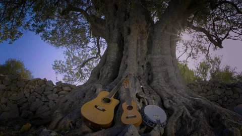 Bluegrass acoustic instruments under the olive tree Stock Footage 143184037