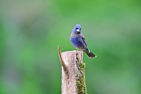 BlueGrosbeak Stock Photos