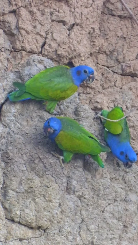 Blueheadedparroteatingclay 動画素材 284456584