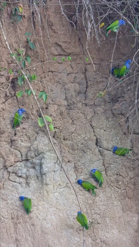 Blueheadedparroteatingclay 動画素材 284457255