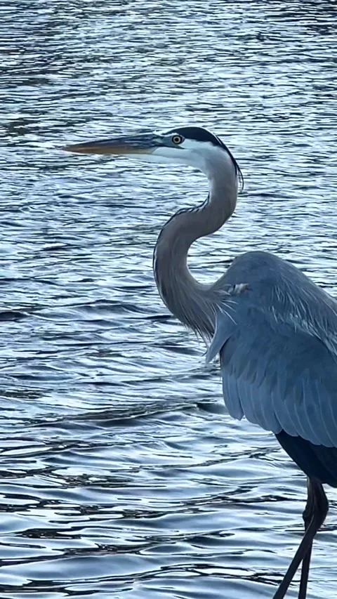 BlueHeron02 - Vertical  Video stock 300483379